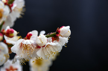 白梅