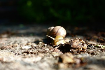 snail on road