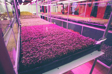 Plant seedlings in the closed system laboratory