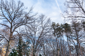 Treetops of different trees with green and orange leaves in the woodland forest with blue sky above nature concept selective focus view from under 