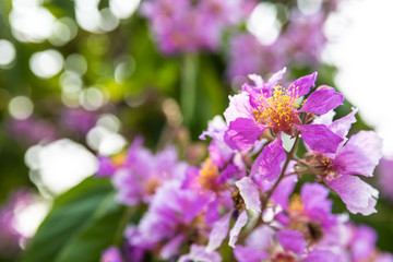 Beautiful pink Crape myrtle