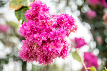 Fototapeta premium Giant crape-myrtle flowers add a touch of purple to the summer