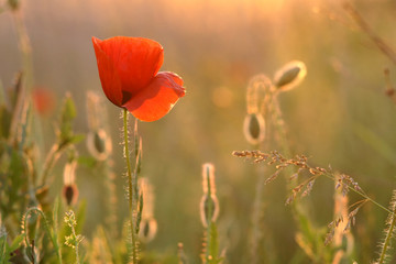 red poppy among green grass. evening sunlight. picture for blog.  picture for title