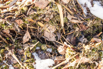 Background texture of the dry reeds on the shore of the lake