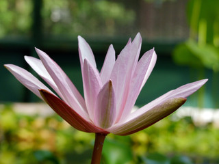 Fototapeta premium Waterlily flower