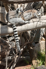 Fototapeta premium two ring-tailed lemurs on a tree