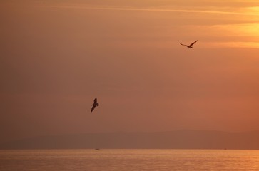 Seagulls flying around in the sunset