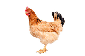 Ginger chicken isolated on white background