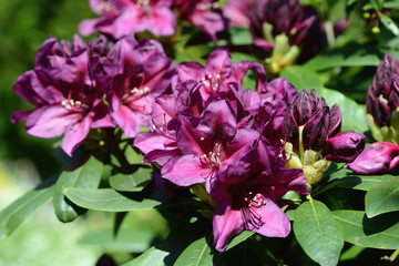 purple rhododendron bush blossom in springtime