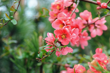 pink Chaenomeles bush blossom in springtime