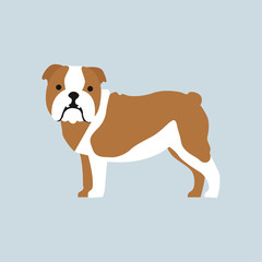 English bulldog. Dog. Vector illustration. EPS 10.