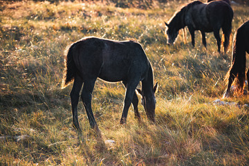 wild horses freely live on the mountain