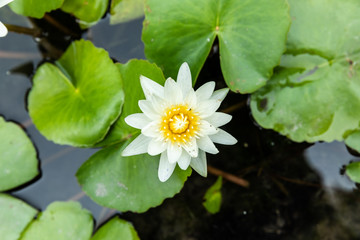 Lotus flower in pond