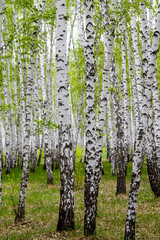 Fototapety  zielony wiosenny las brzozowy, krajobraz