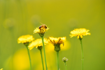 Bee on wild flowers