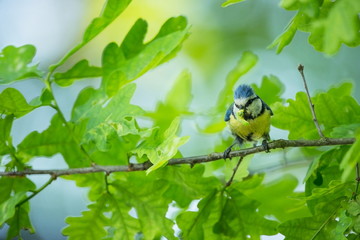 Cyanistes caeruleus. Wildlife. Wild nature of Czech. Beautiful picture. Free nature. From bird life. Spring. Blue bird.
