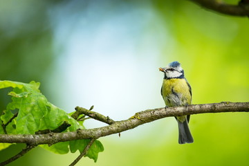 Cyanistes caeruleus. Wildlife. Wild nature of Czech. Beautiful picture. Free nature. From bird life. Spring. Blue bird.