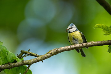 Cyanistes caeruleus. Wildlife. Wild nature of Czech. Beautiful picture. Free nature. From bird life. Spring. Blue bird.