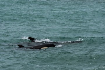 Orca Patagonia , Argentina © foto4440