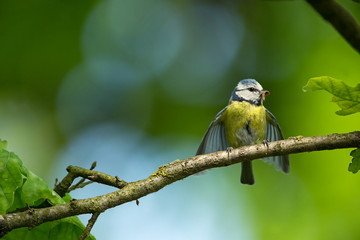 Cyanistes caeruleus. Wildlife. Wild nature of Czech. Beautiful picture. Free nature. From bird life. Spring. Blue bird.