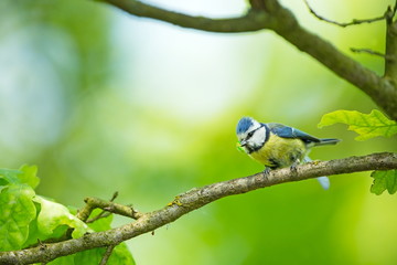 Cyanistes caeruleus. Wildlife. Wild nature of Czech. Beautiful picture. Free nature. From bird life. Spring. Blue bird.