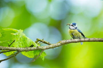 Cyanistes caeruleus. Wildlife. Wild nature of Czech. Beautiful picture. Free nature. From bird life. Spring. Blue bird.