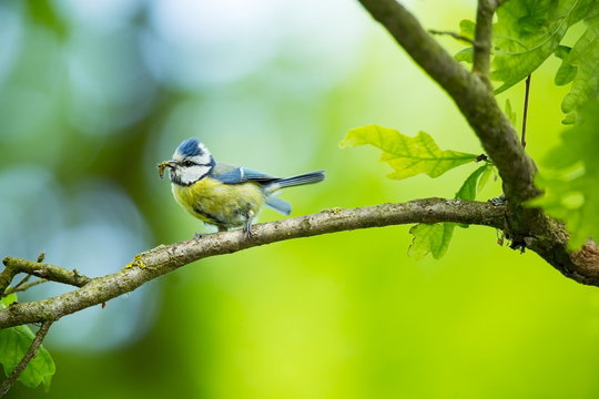 Cyanistes caeruleus. Wildlife. Wild nature of Czech. Beautiful picture. Free nature. From bird life. Spring. Blue bird.