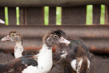 Cute little fluffy duckling. Nice small bird.