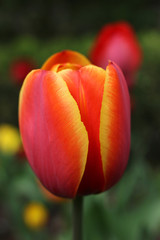 Red tulip with yellow edges of the petals. Very beautiful variety.