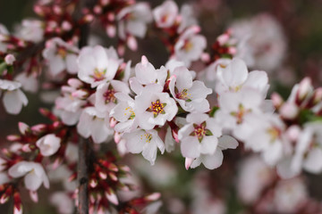 Sprig of flowering wild cherry tree.