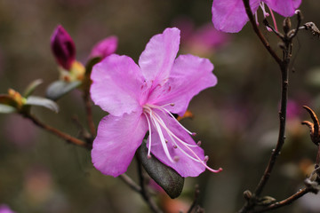 The pink flower of rhododendron with long stamens. Macro photography.