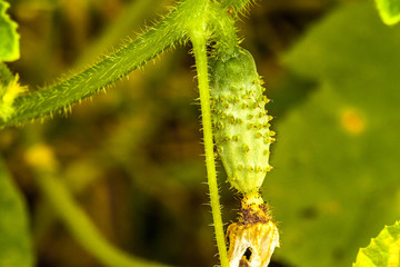 Gardening, ripening of green cucumber in the garden