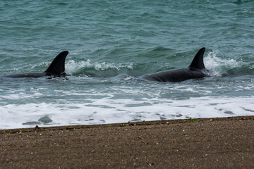 Orca Patagonia , Argentina