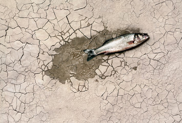 A fish on a dried out mud bank
