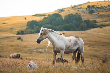 Obraz premium dzikie konie żyją swobodnie w górach
