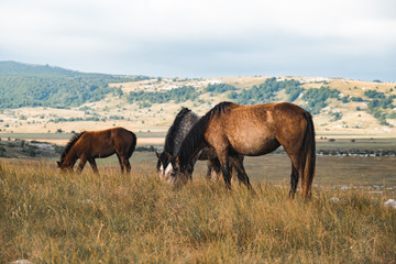 Fototapeta na wymiar wild horses freely live on the mountain
