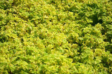 Fototapeta na wymiar Close up colorful yellow coleus plant in a garden. Top view