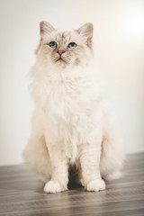 Fototapeta premium Portrait of beautiful sacred cat of burma