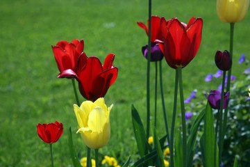 Fototapeta premium Tulips in full bloom