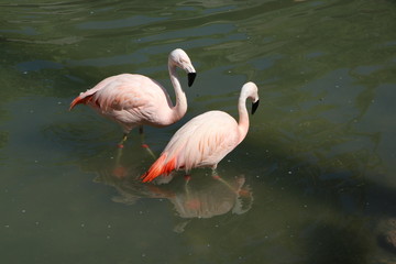 pink flamingo is giving attention to girlfriend on the lake
