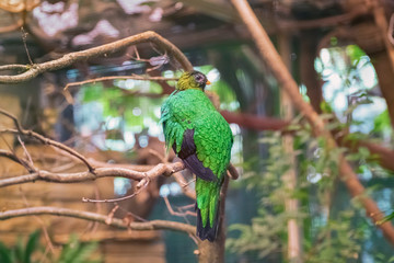 Golden-headed quetzal, Pharomachrus auriceps, a strikingly coloured bird on the branch