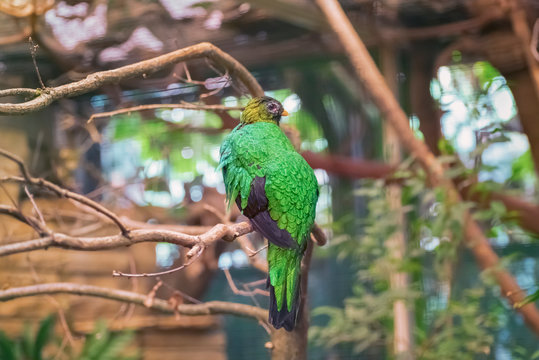 Golden-headed quetzal, Pharomachrus auriceps, a strikingly coloured bird on the branch