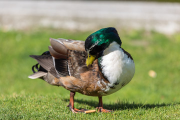 Duck on grass field