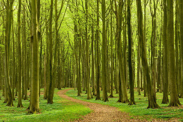 Beech Forest with Wood Anemones and Winding Footpath in Spring