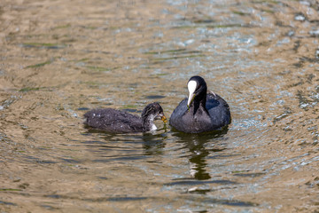 Young bird in water