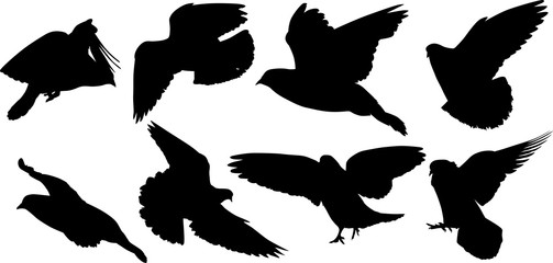 Obraz premium eight isolated black doves silhouettes