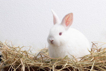 Little white rabbit sitting on straw nest with congrete background. It's small mammals in the family Leporidae of the order Lagomorpha. Animal studio portrait. © krumanop