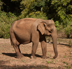 An Asian female elephant enjoying the sun in a sanctuary in Cambodia