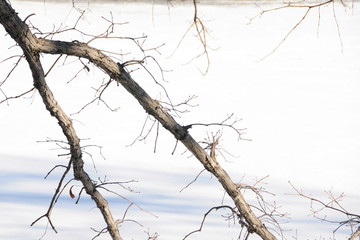 The drooping leafless branches of a nearby tree cast its shadows on a frozen lake with fresh snow.