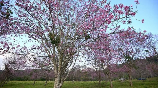 Wild Himalayan Cherry Flower or Sakura Thailand blooming blossom in PhuLomLo Loei Province, Phitsanulok Province, Thailand